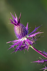 Purple blossom of Eryngium Leavenworthii wildflower, aka Purple Pineapple of the Prairie. It provides nectar for many insects. Natural green background.