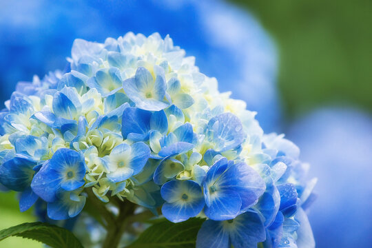 Blue Hydrangea flower closeup. Natural blue and green background with copy space.