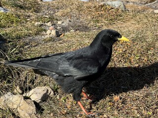 The Alpine chough (Pyrrhocorax graculus) Yellow-billed chough, Alpendohle, Il gracchio alpino, Le Chocard à bec jaune or Žutkoljuna galica
