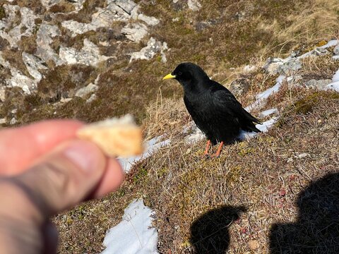 The Alpine chough (Pyrrhocorax graculus) Yellow-billed chough, Alpendohle, Il gracchio alpino, Le Chocard &agrave; bec jaune or Žutkoljuna galica