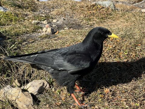 The Alpine chough (Pyrrhocorax graculus) Yellow-billed chough, Alpendohle, Il gracchio alpino, Le Chocard &agrave; bec jaune or Žutkoljuna galica