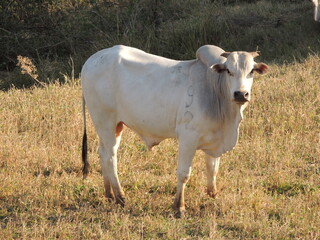 Cattle farm in Brazil - Araçatuba - São Paulo