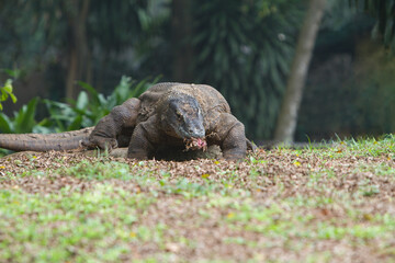 a Komodo dragon creeps across the field while biting its prey