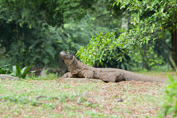 a Komodo dragon was crawling in the thicket while looking around