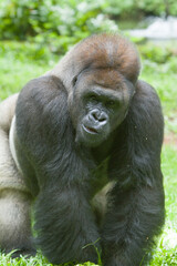 Naklejka premium a silverback looks forward with curiosity