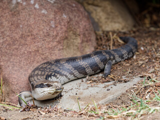 Eastern blue-tongued lizard (Tiliqua scincoides scincoides), or eastern blue-tongued skink enjoying the sunshine on a suburban garden path