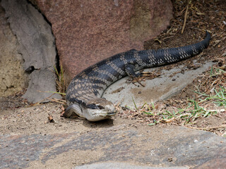 Eastern blue-tongued lizard (Tiliqua scincoides scincoides), or eastern blue-tongued skink enjoying the sunshine on a suburban garden path
