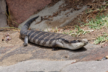 Eastern blue-tongued lizard (Tiliqua scincoides scincoides), or eastern blue-tongued skink enjoying the sunshine on a suburban garden path