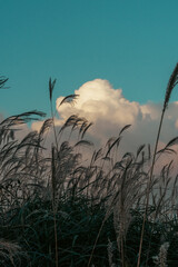 Obraz premium reeds and sky