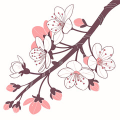 A delicate cherry blossom branch with pink buds and white flowers, a symbol of spring, beauty, and renewal isolated on vector illustration
