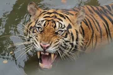 Close up of a Sumatran tiger roaring in a pond