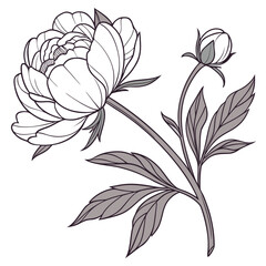 Elegant peony flower illustration isolated on, showcasing delicate petals, stem, and leaves in a detailed line art style for botanical designs