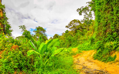 Fototapeta premium Tropical jungle nature mountain and forest hiking trail path Thailand.