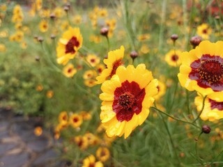 field of sunflowers