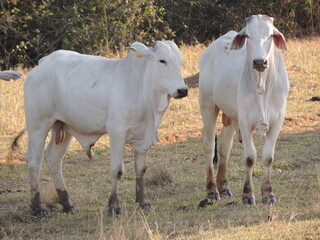 Cattle on the farm - Brazil