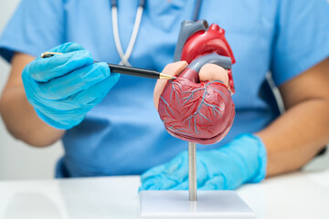 Cardiovascular disease CVD, doctor with heart human model anatomy for treatment patient in hospital.