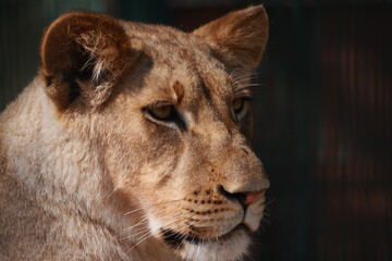 Lioness resting in the sun at a wildlife reserve
