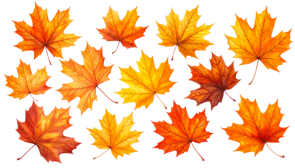 Assorted Fall Maple Leaves Set, isolated on transparent background