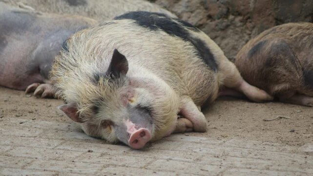 Mini Pig Resting and Breathing Calmly on Ground