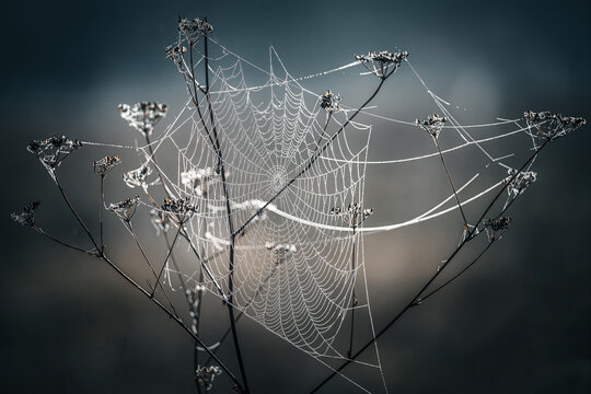 Toned image of a spider web covered by dew drops in the morning.