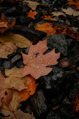A vibrant red maple leaf rests on the ground surrounded by colorful autumn foliage