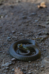 Black snake coiled on the ground under natural light in a forest setting