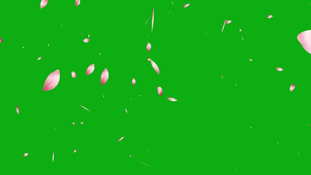 cherry blossom falling animation on green screen. falling cherry blossom petals, japan sakura petals animation.
