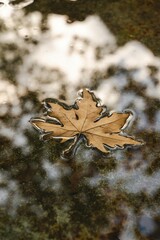 Colorful autumn maple leaves floating on water and scattered on the forest ground