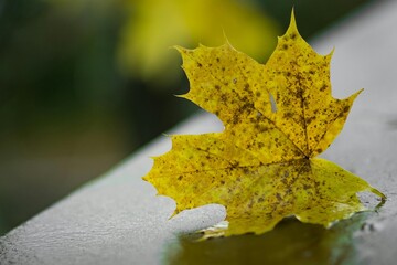 Yellow maple leaf isolated on a black background, showcasing the bright colors of the autumn fall season nature