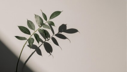 Minimalist Green Leaf Branch with Shadow on a Light Wall.
