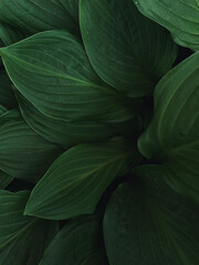 Fototapeta premium flora close-up from my garden