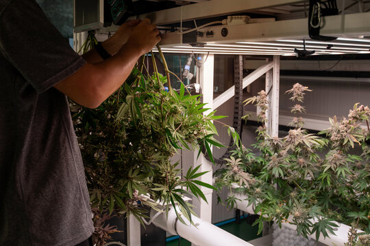 Caretaker is hanging the cut cannabis plants to dry. Growing plants indoors using artificial light. Concept of marijuana cultivation for medical
