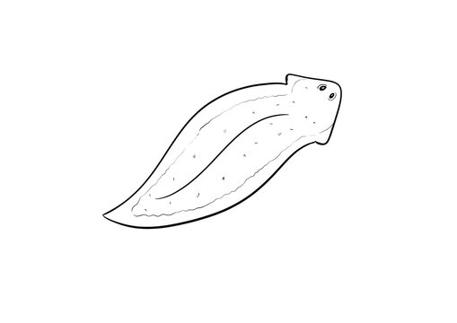 planaria digital illustration drawing isolated