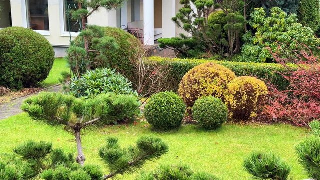 A vivid, autumn residential garden featuring a lush lawn, a neatly trimmed hedge border, clipped green and yellow spherical Spiraea shrubs, and the intense red foliage of Fan Cotoneaster.