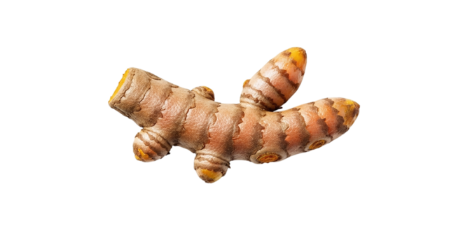 Closeup of a vibrant turmeric rhizome, isolated on transparent background, showcasing its textured skin and potential health benefits in culinary applications