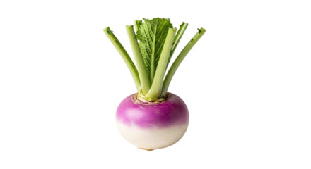 Fresh turnip isolated on transparent background, a nutritious and versatile root vegetable, is a healthy and flavorful addition to any meal
