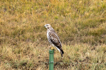 Fototapeta premium Hawk Perched on Fence Post in Colorado Field