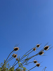 teasel dipsacus plant growing outdoors on a sunny day against clear blue sky with space for text