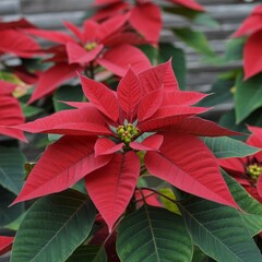 Vibrant Red Poinsettia Plant Detail with Green Foliage, a Classi