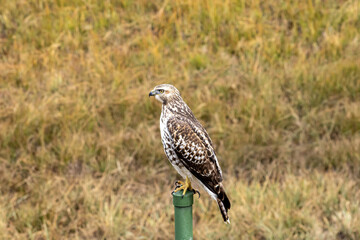 Fototapeta premium Hawk Perched in Colorado Grassland