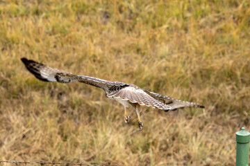Hawk in Flight Over Colorado Grassland