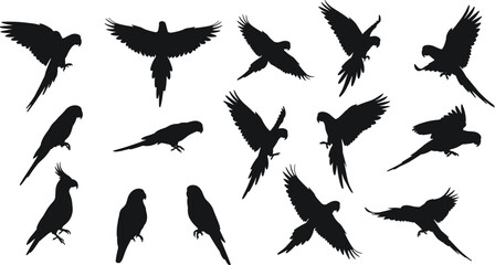 Obraz premium Set of parrot silhouette vector illustrations, tropical bird collection in flight and perched positions, exotic wildlife animal design, nature graphic art
