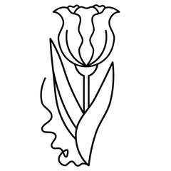 Minimalist tulip line art drawing illustration. Simple hand drawn sketch flower. Elegant floral black and white drawing.
