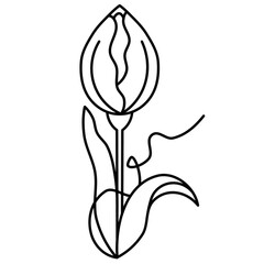Line art tulip flower outline illustration. Spring nature simple blossom drawing.