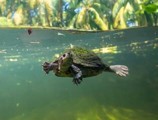 The brown roofed turtles (Pangshura smithii) swim underwater