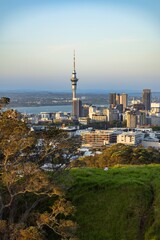 Obraz premium Auckland, New Zealand skyline at sunset. A person sits on a grassy hill, enjoying the view of the city skyline and the iconic Sky Tower. Tourism and travel concept.