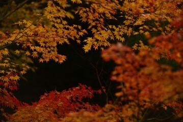 紅葉