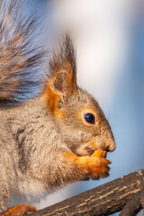 The squirrel with nut sits on tree in the winter or late autumn
