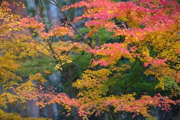 紅葉