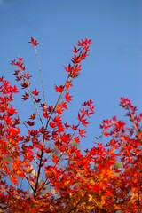 紅葉